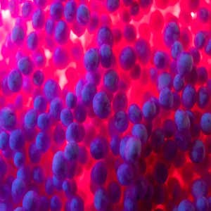 CISA Top Malware Summary