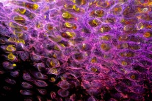 Internet Trends in 2026: Stats, Predictions, AI Growth & Mary Meeker